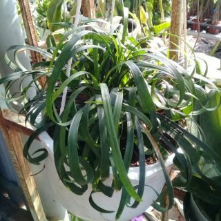 Ngải mọi kéo khách