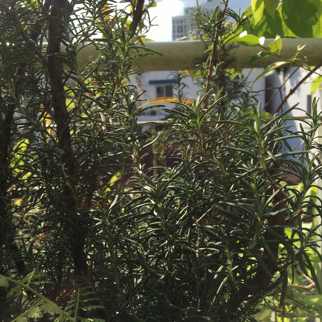 Thảo mộc xông bếp greenfarms tổng hợp lá thơm từ thảo môc