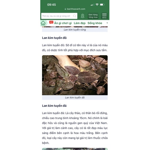 Set Canh Lan Kim Tuyến