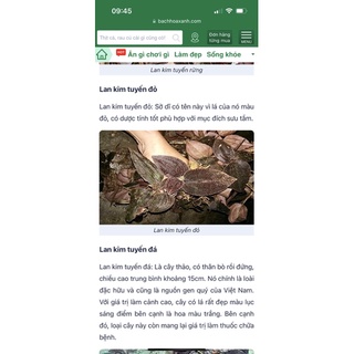 Set Canh Lan Kim Tuyến