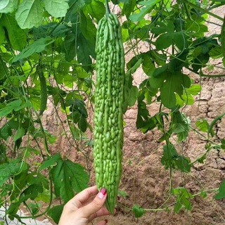 [ HG Mai Nguyễn] Hạt giống mướp đắng dài siêu dài F1_ít đắng trái dài 35cm