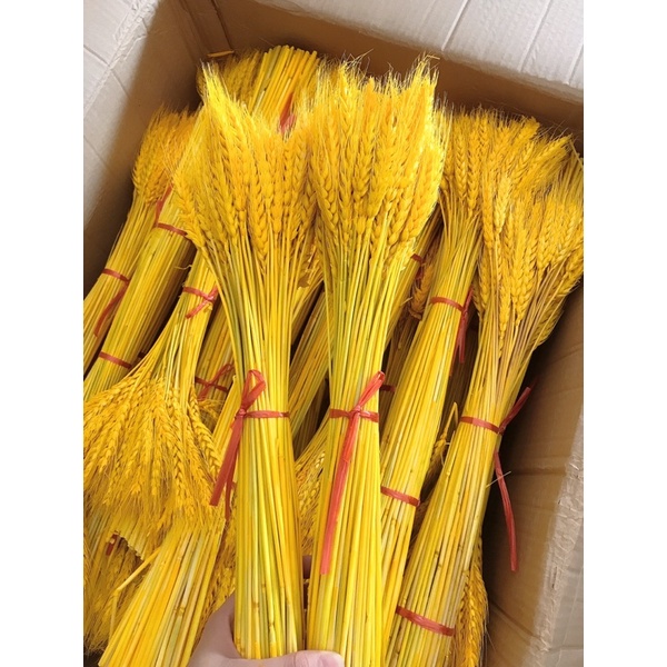 Sỉ 25k -100 Bông Lúa Mạch Vàng Khô Decor Trang Trí Sét 100 bông