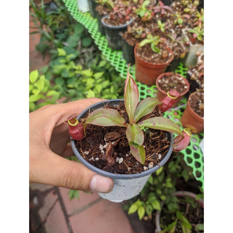 cây cảnh vk x ampu x ampu( hàg gieo hạt)