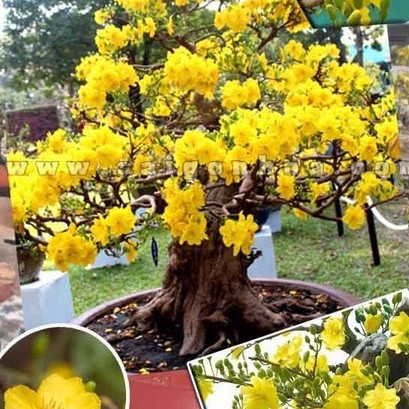 Hạt giống hoa mai vàng 5 cánh - loại cánh to hoa chùm-tặng kèm 3 viên nén kích thích ươm hạt