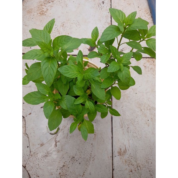 Chậu rau gia vị húng cây, húng trắng trồng hữu cơ, thu hoạch liền tại tp HCM. Chỉ giao hỏa tốc