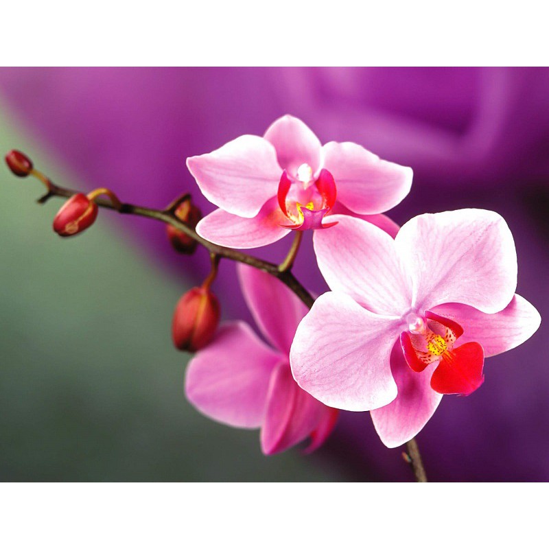 Phân bón hữu cơ khoáng dạng túi lưới cho phong lan, hoa kiểng 6-4-6 + TE – Kích ra hoa