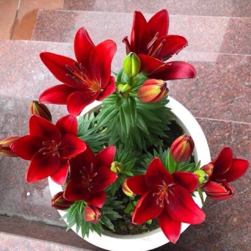 Combo 5 củ ly 5 màu