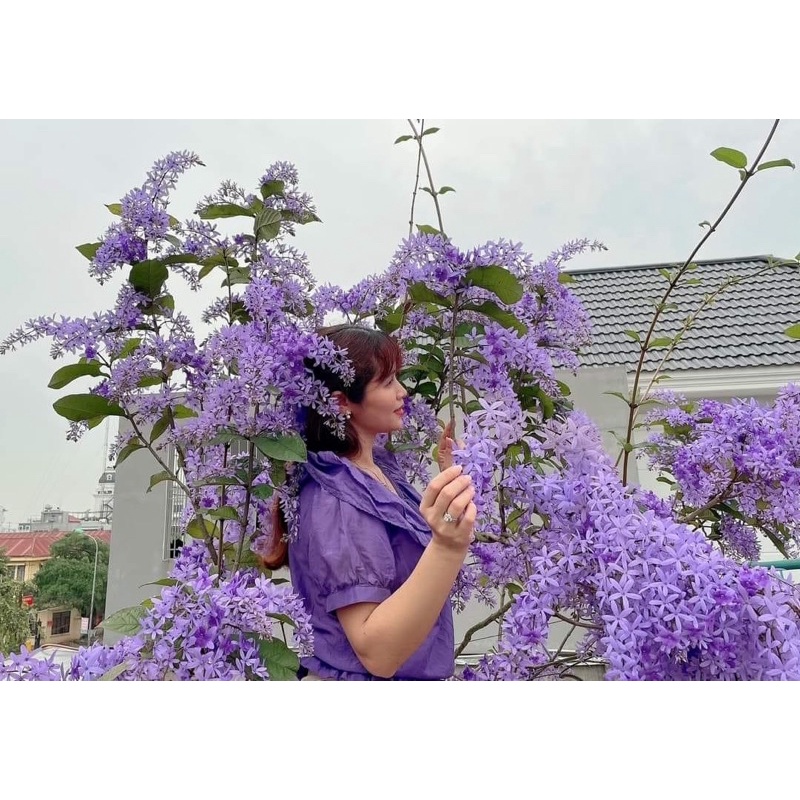 Mai xanh thái cây giống hình cuối