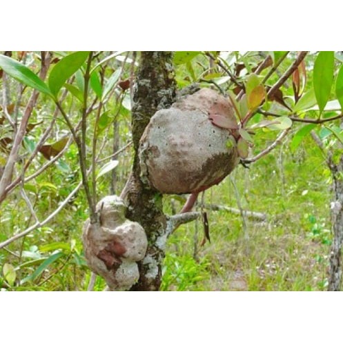 Cây Bí Kỳ Nam