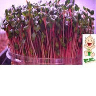 Hạt giống rau mầm đỏ