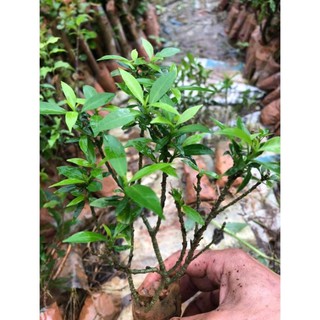 Sản phẩm BẦU CÂY GIỐNG MAI VẠN PHÚC( CÂY MAI TIỂU THƯ) + Tặng (0,3kg) phân hữu cơ cao cấp