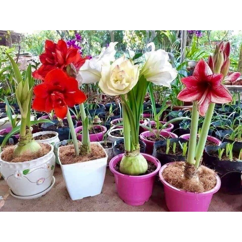 COMBO 5 CỦ HOA HUỆ TÂY MUA 10 CỦ TẶNG 1 CỦ mix đủ màu
