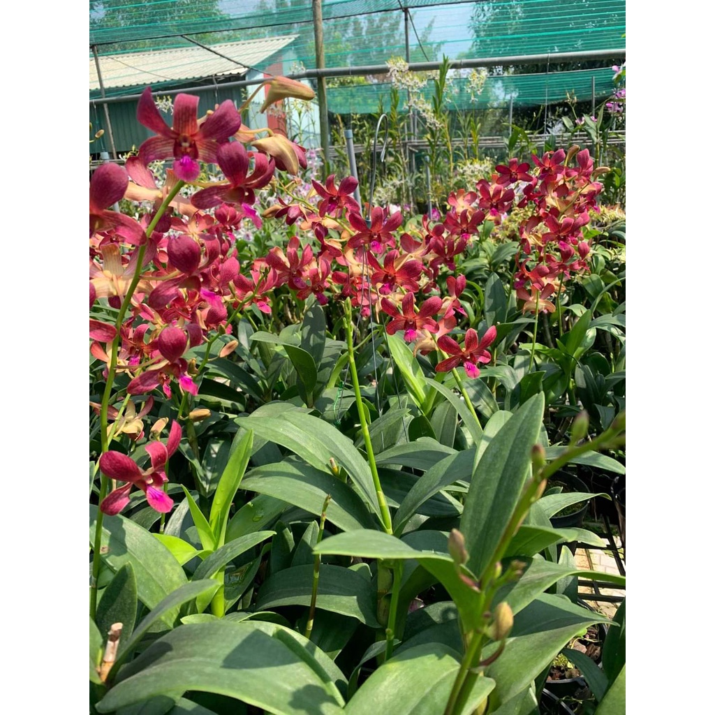 Denro Phượng Hoàng Lửa