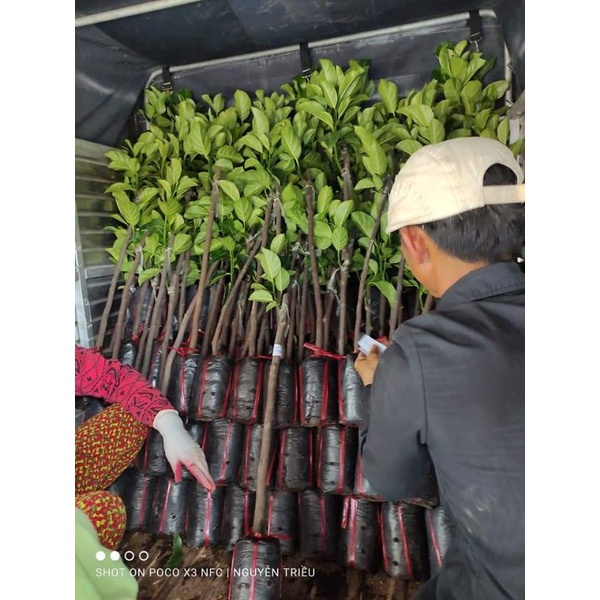 Cây Giống Mít Ruột Đỏ Sơ Đỏ Malaysia