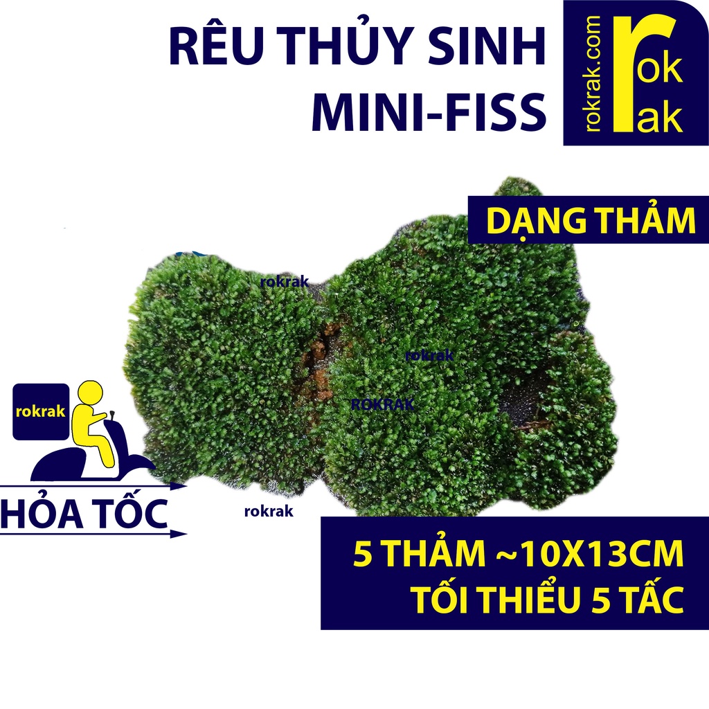 Rêu Minifiss thủy sinh lá nước dạng thảm 5-6 tấc hoặc ôm đá 5 viên