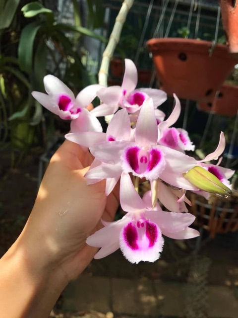 Hoa phong lan mua 3 🎁 thêm 1 kie