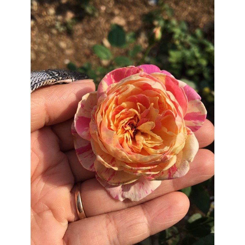 Hoa hồng ngoại Claude Monet rose