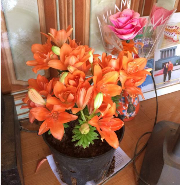 Củ Hoa Ly Lùn Trồng Tết