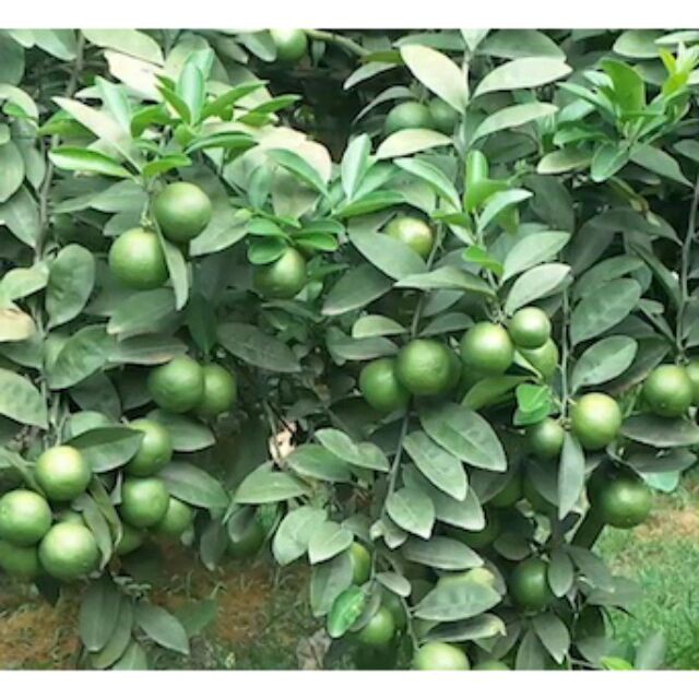 Cây giống Chanh TA [ CHANH tứ quý ,chanh không hạt)
