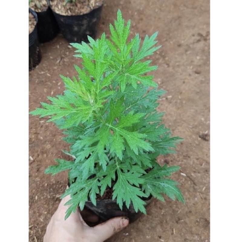 Cây ngải cứu- bầu cây giống