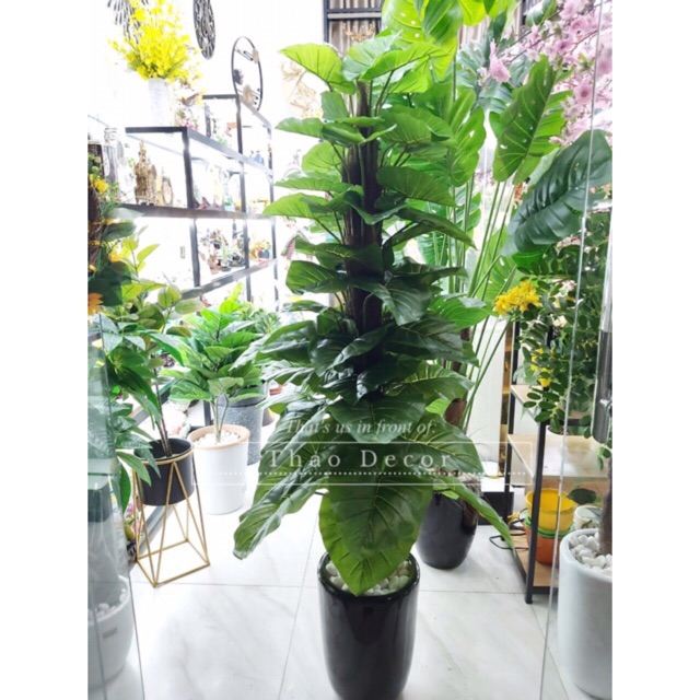 Trầu bà leo cột 1m8