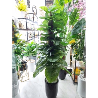 Trầu bà leo cột 1m8