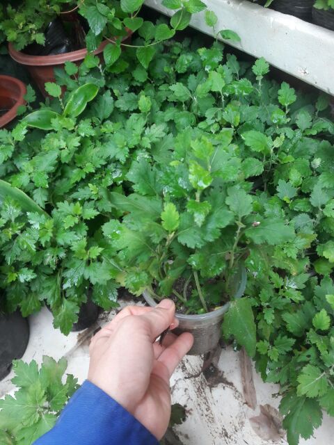 10 Cây giống hoa cúc rủ bông to