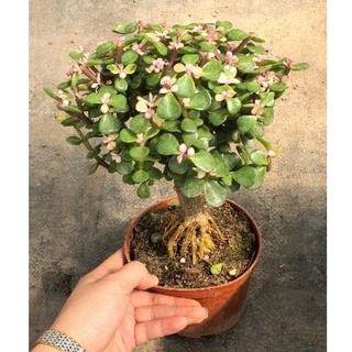Đô la gốc thụ💖freeship💖cây cảnh mini gốc thụ dáng bosai để bàn khỏe đẹp