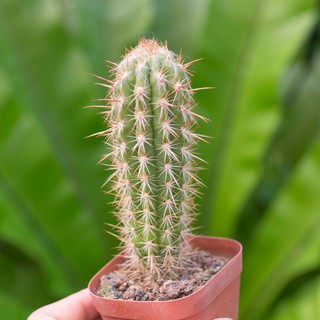 Xương rồng trụ gai trắng 10-15cm