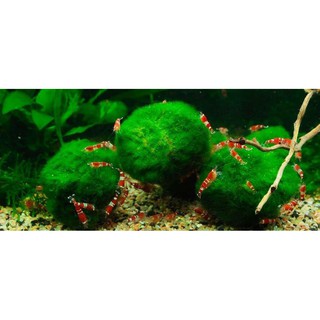 Cây Thủy Sinh - Mossball