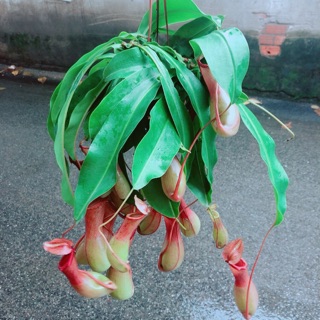 Chậu Cây Nắp Ấm Hàng Đẹp