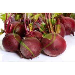 Hạt giống củ dền - gói 5 gramMS705