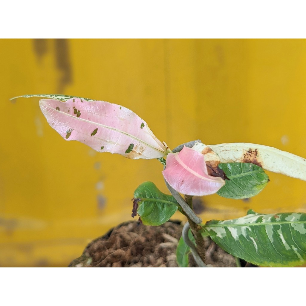 Mai Trắng Đọt Hồng