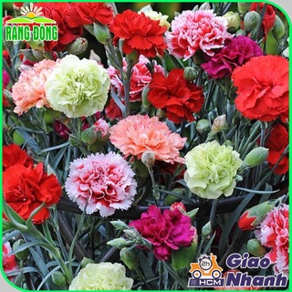Hạt giống hoa cẩm chướng kép nhiều màu, thích hợp trồng chậu - ảnh sản phẩm 7