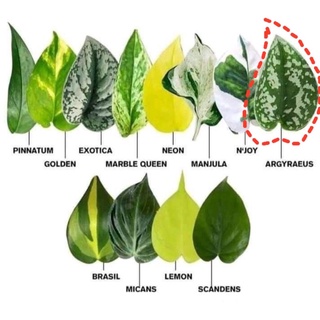 Trầu Bà | Scindapsus argyraeus