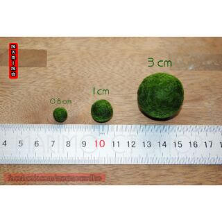Marimo 0.8 cm (không kèm lọ)