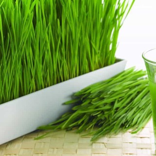 100g Hạt Giống Trồng cỏ lúa mì cho mèo- Hạt giống cỏ lúa mì