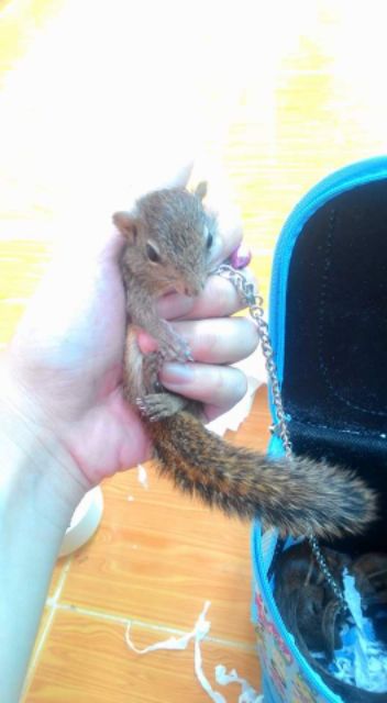 Dây xích dành cho sóc đất, sóc bông baby