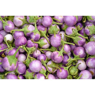 HẠT GIỐNG CÀ PHÁO, CÀ DĨA
