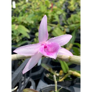 giả hạc hồng á hậu ( gieo hạt)