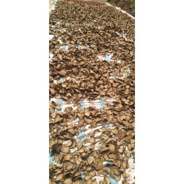 Cây Gắm Đen  khô nguyên chất hỗ trợ người bị gút