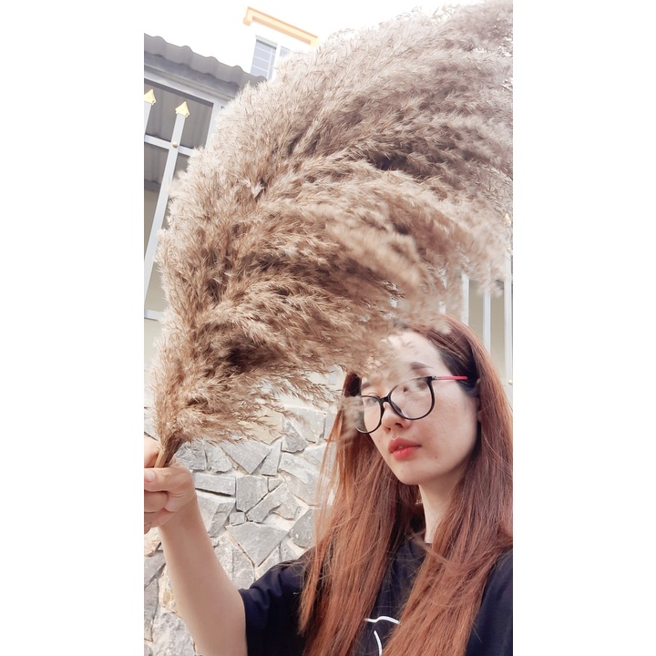 10-50 Bông cỏ lau xù cao cấp loại xù to - trang trí, CỎ PAMPAS , PHỤ KIỆN CHỤP ẢNH, DECOR