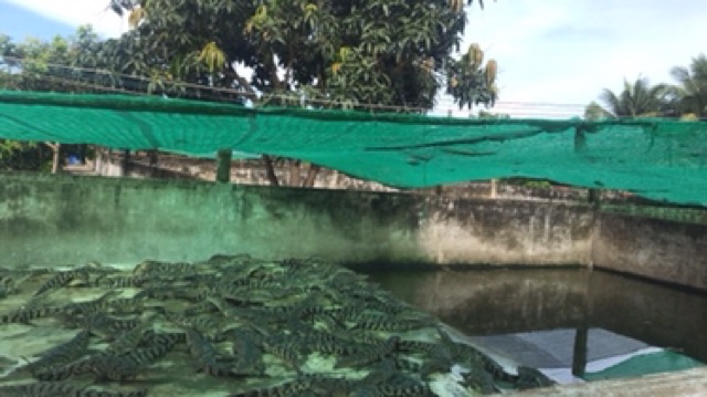 Bóp ví da cá sấu