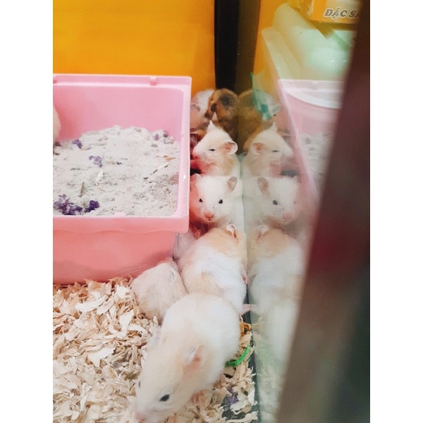 Chuột Hamster BEAR đủ màu