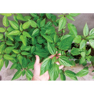 HẠT GIỐNG RAU ĐAY ĐỎ 10GRAM