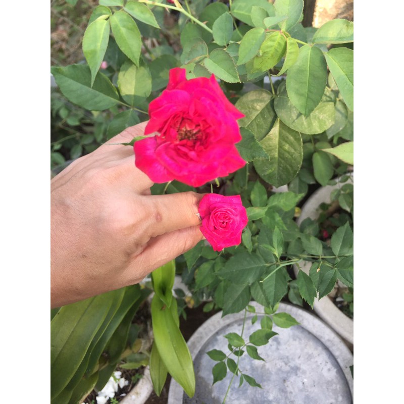 Hồng cổ quế siêng hoa