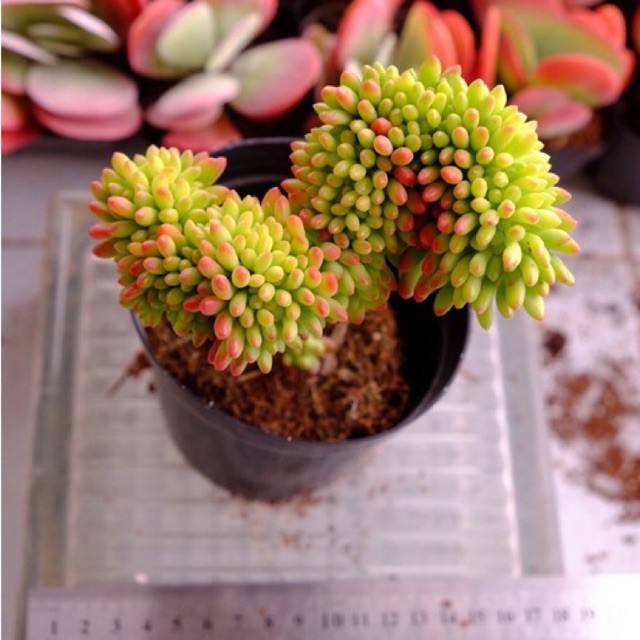 (SEDUM CORYLEPHYLLUM CREST) SEN ĐÁ CREST NHO XANH