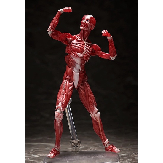 MÔ HÌNH CHÍNH HÃNG  FIGMA SP142 HUMAN ANATOMICAL MODEL