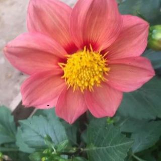 Thược dược lùn mix các màu.😍
