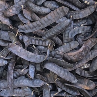 Bồ kết khô